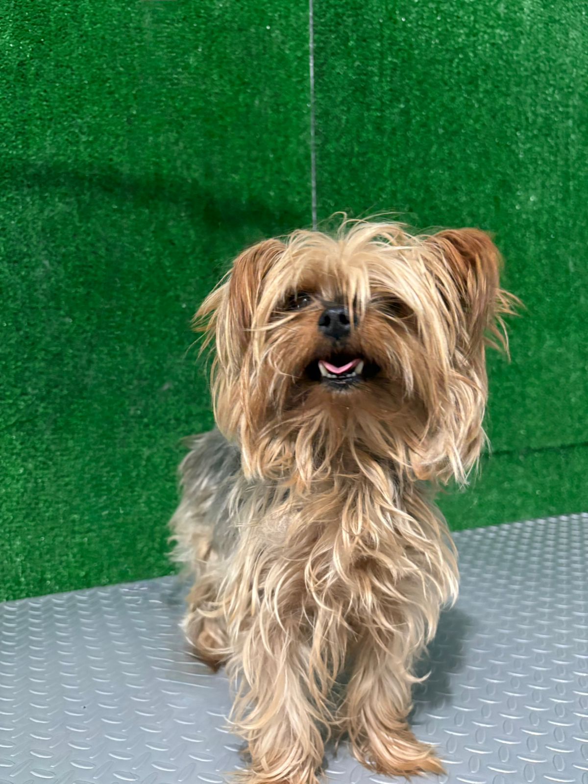 Perro antes del baño